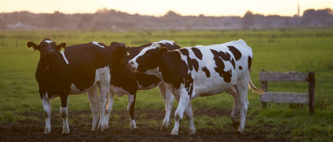 picture of cows in a field